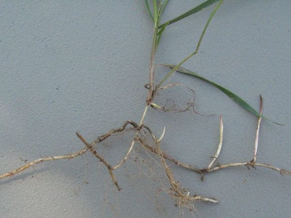 Quackgrass