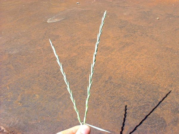 Quackgrass