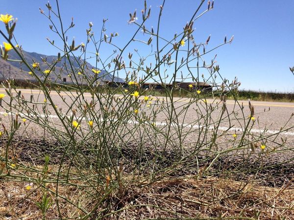 Rush Skeletonweed