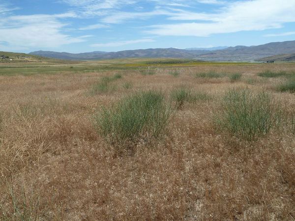 Rush Skeletonweed