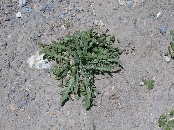 Russian Knapweed
