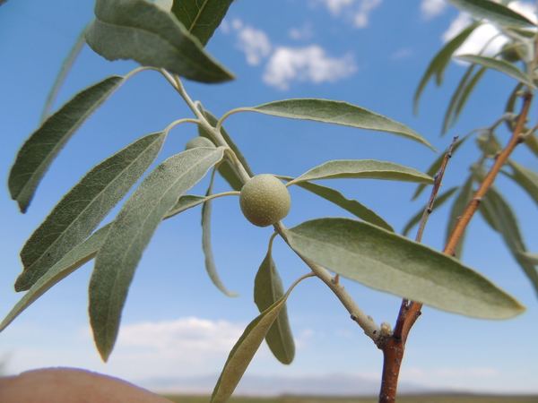 Russian Olive