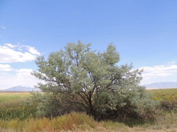 Russian Olive