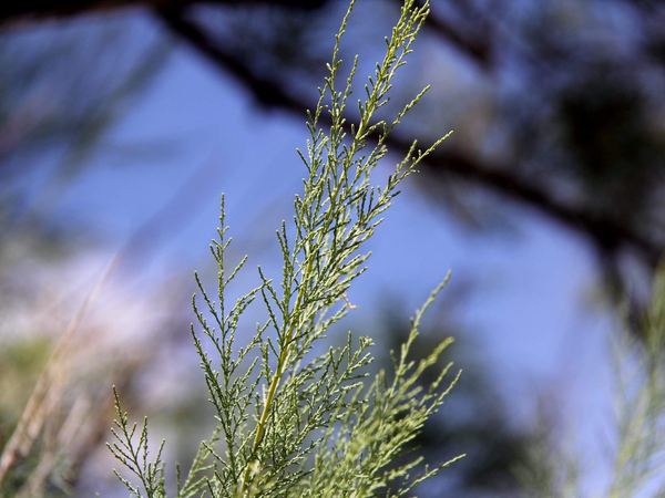 Saltcedar