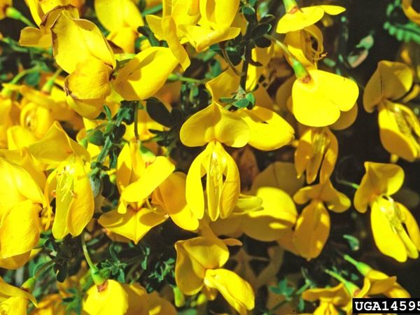 Scotch Broom