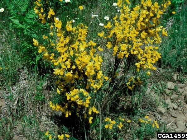 Scotch Broom