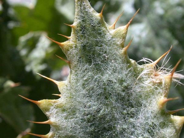 Scotch Thistle