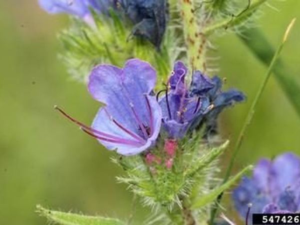Small Bugloss