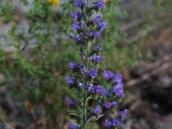 Small Bugloss