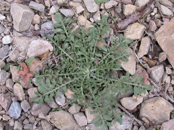 Spotted Knapweed