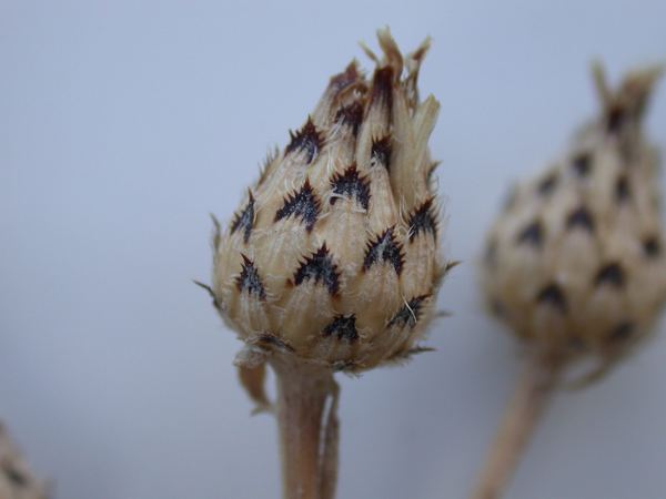 Spotted Knapweed