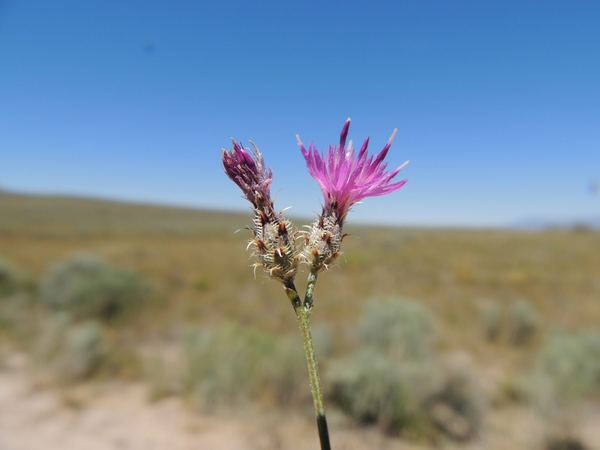 Squarrose Knapweed