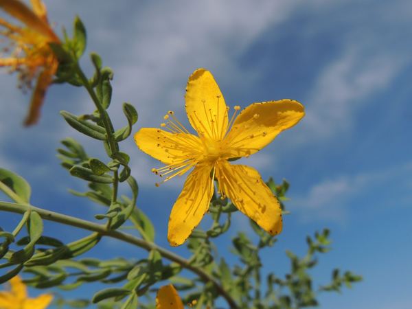 Common St. Johnswort