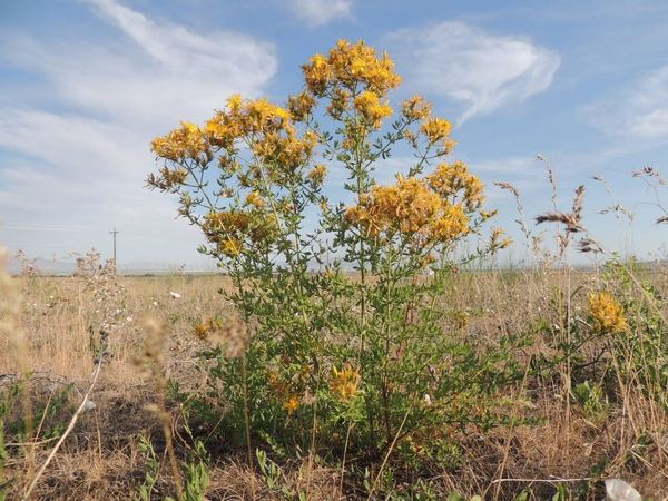 Common St. Johnswort