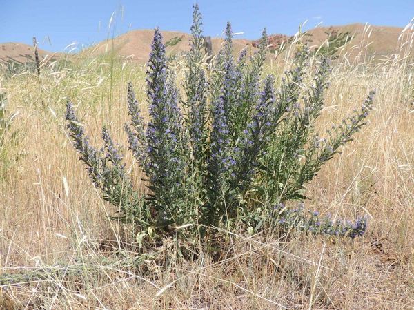 Vipers bugloss