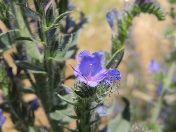 Vipers bugloss