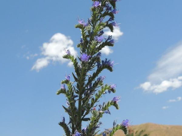 Vipers bugloss