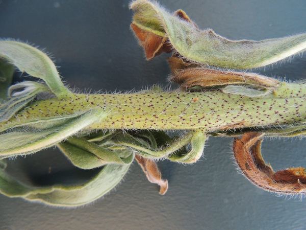 Vipers bugloss