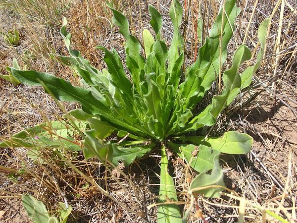 Vipers bugloss
