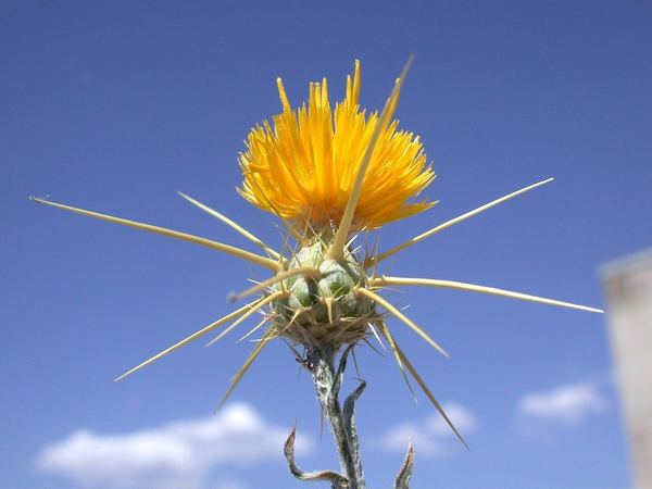 Yellow Starthistle