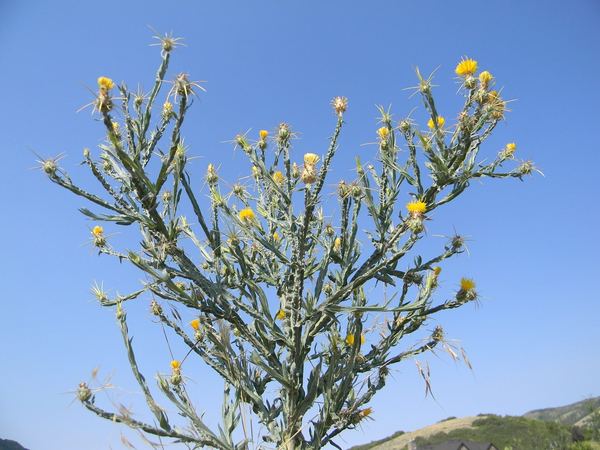 Yellow Starthistle