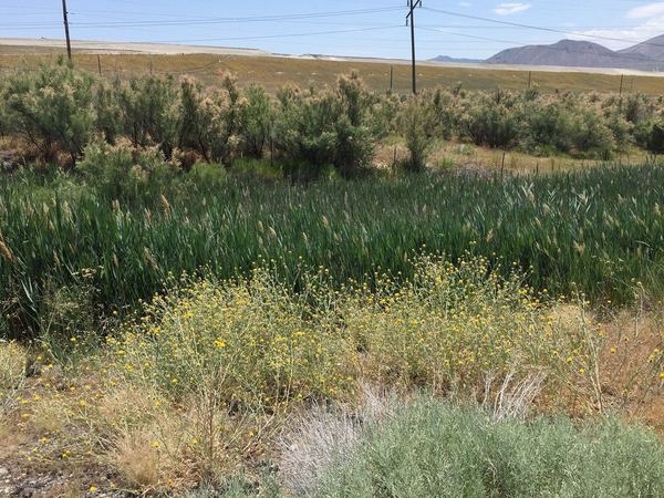 Yellow Starthistle