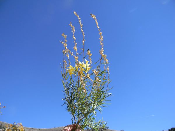 Yellow Toadflax