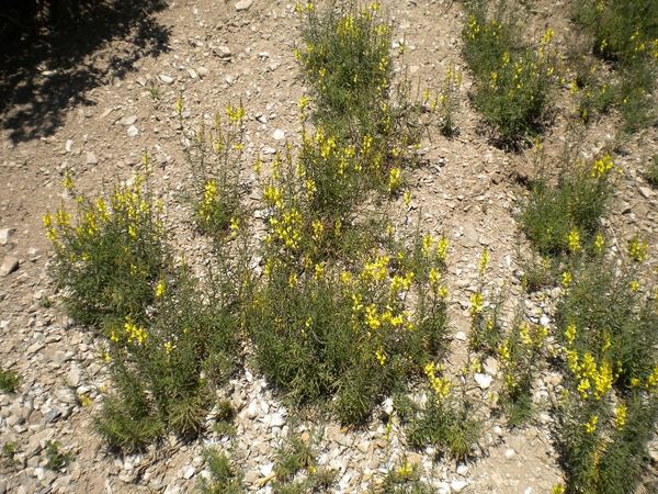 Yellow Toadflax