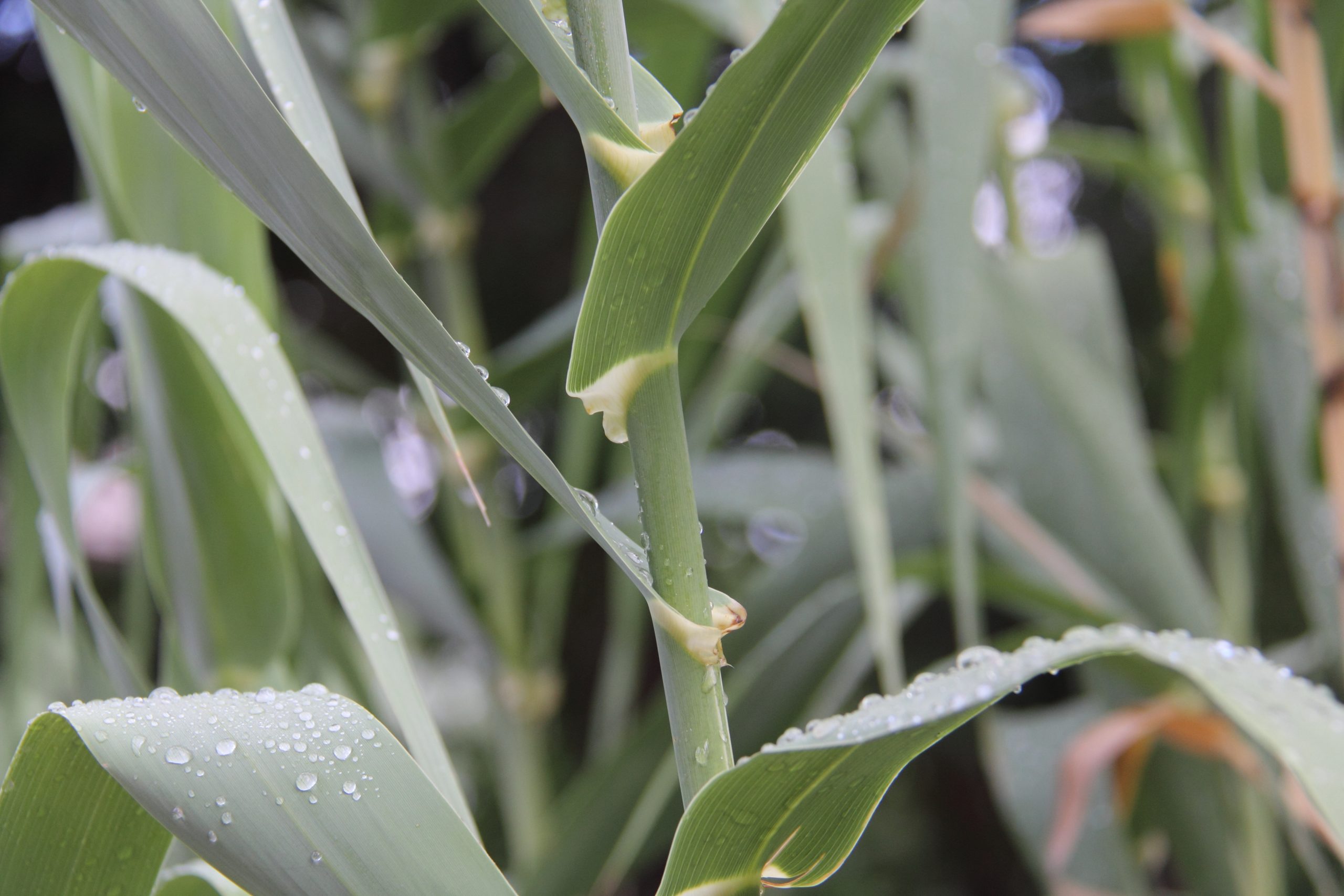 giant reed stem