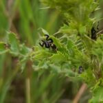 Urophora cardui
